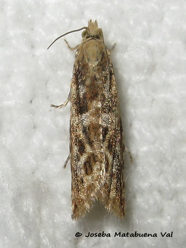 Bactra furfurana - Tortricidae